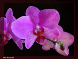 Orchidée