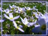 Houstonie (Houstonia caerulea)