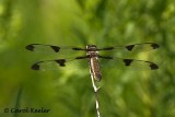 Female Twelve Spotted Skimmer