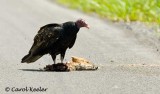 Turkey Vulture on Carcass