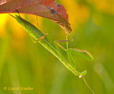 Just Hanging Around