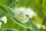 A Resting Cabbage White Butterfly