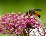 Great Golden Wasp