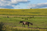 Horses and Sunflowers