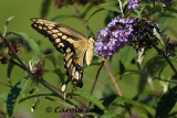 Great Swallowtail