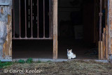 Waiting Kitty