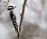 Downy Woodpecker