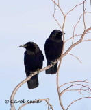 Crow Pair