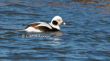 Male Longtail Duck