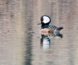 Handsome Hooded Merganser