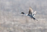 Northern Pintail in Flight