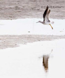 Greater Yellowlegs Flight