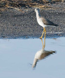 Greater Yellowlegs Portrait