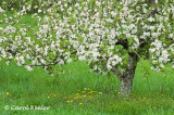 Apple Blossoms and Dandelions