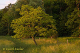 Tranquil Evening