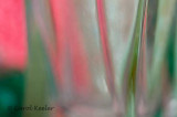 Abstract in Pink and Green