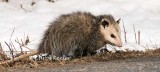 Wandering Opossum
