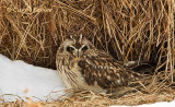 Short Eared Owl 2