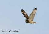 Short Eared Owl in a Hurry