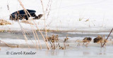 Crow Grabbing a Meadow Vole