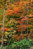 Autumn Reds