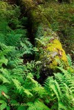 Old Log and Ferns