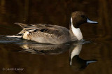 Northern Pintail