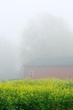 Foggy Red Barn with Mustard