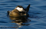 Male Ruddy Duck Preening