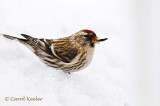 An Uncommon Visitor- Common Redpoll