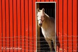 White Horse, Red Barn