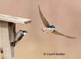 Tree Swallows