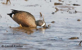 Blue Wing Teal Feeding