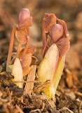 Twinleaf Buds Emerging