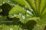 Watery Jewels