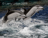 PACIFIC WHITE-SIDED DOLPHINS IMG_0271-PB72.jpg