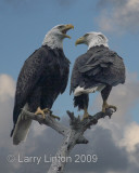 BALD EAGLE PAIR  (Haliaeetus leucocephalus) IMG_0013