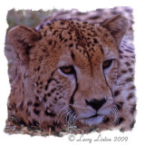  Cheetah (Acinonyx jubatus) IMG_ 068