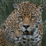 FEMALE JAGUAR and CUB IMG_0001