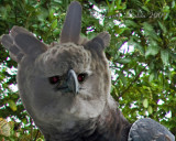 HARPY EAGLE (Harpia harpyja)