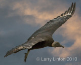 BLACK VULTURE (Coragyps atratus)  (c)