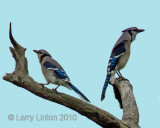 BLUE JAY PAIR  (Cyanocitta cristata) IMG2_0843