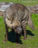 STRIPED HYENA (Hyaena hyaena)  IMG_2305