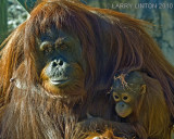 ORANG-UTAN MOTHER and BABY (Pongo pygmaeus) IMG_2360