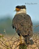 CRESTED CARACARA  (Polyborus plancus)   IMG_2406