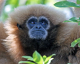 WHITE-HANDED GIBBON  (Hylobates lar)