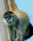 SPIDER MONKEY  (Ateles geoffroyi)