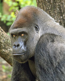 WEST AFRICAN LOWLAND GORILLA - SILVERBACK MALE