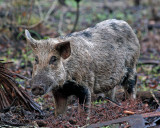 FERAL PIG  (Sus scrofa)