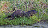 RIVER OTTER (Lutra canadensis)  IMG_0106